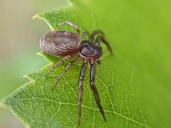 Coriarachne depressa