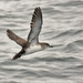 Black-vented Shearwater - Photo (c) Glen Tepke, some rights reserved (CC BY-NC-ND)