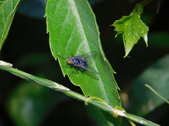 Calliphoridae