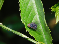 Calliphoridae