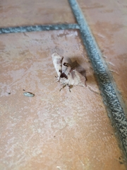 Apatelodes torrefacta