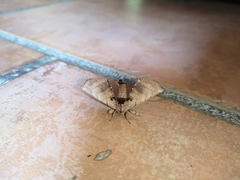 Apatelodes torrefacta