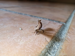 Apatelodes torrefacta