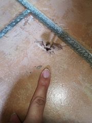 Apatelodes torrefacta