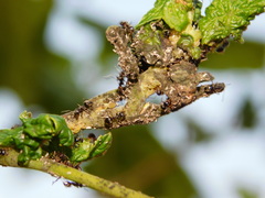 Cryptomyzus galeopsidis