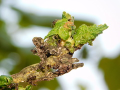 Cryptomyzus galeopsidis