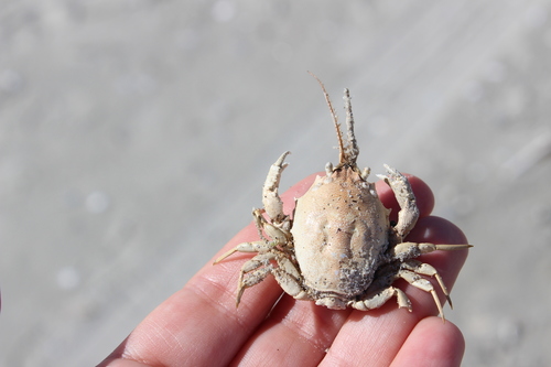 Masked crab, 9163 Nes, Netherlands, photo 10 of 10