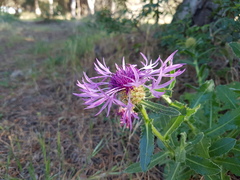 Centaurea polyacantha