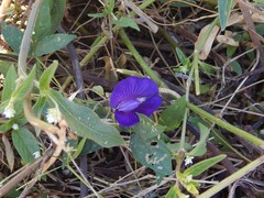 Centrosema brasilianum