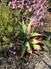 Dudleya ingens