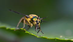 Chrysops viduatus