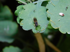 Hymenoptera