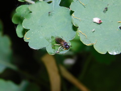 Hymenoptera