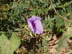 Ipomoea bahiensis