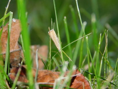 Agriphila straminella