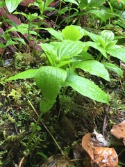 Arctocrania