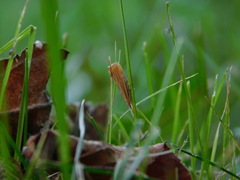Agriphila straminella