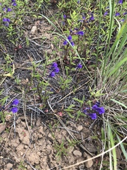 Scutellaria angustifolia