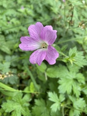 Geranium × oxonianum