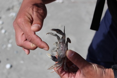 Liocarcinus holsatus