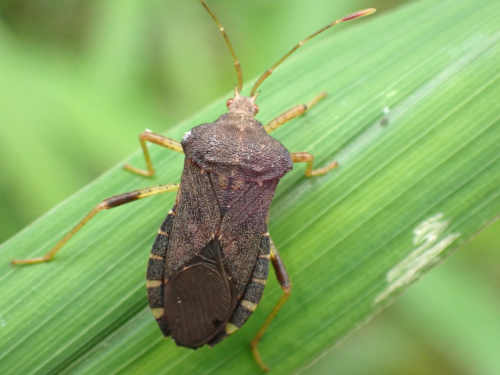 Squash Bug