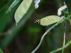 Propylea quatuordecimpunctata