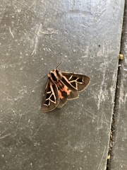 Apantesis williamsii