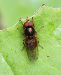 Rhingia nasica image