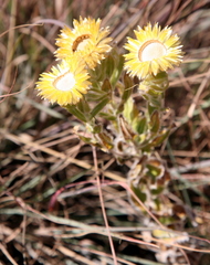 Helichrysum foetidum