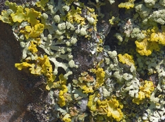 Parmeliopsis capitata