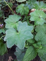 Alchemilla breviloba