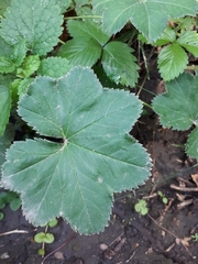 Alchemilla breviloba