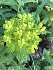 Euphorbia austriaca