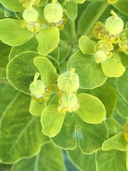 Euphorbia austriaca