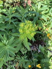 Euphorbia austriaca