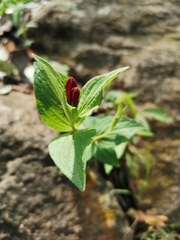 Spigelia scabrella