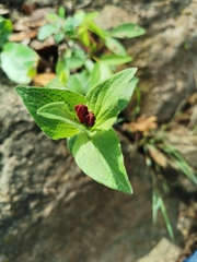 Spigelia scabrella