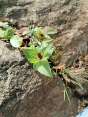 Spigelia scabrella