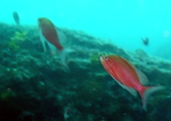 Anthias anthias