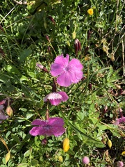 Dianthus alpinus