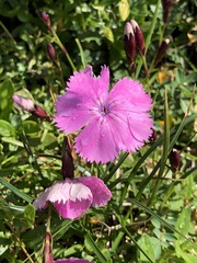 Dianthus alpinus