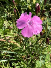 Dianthus alpinus