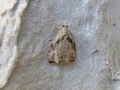 Olethreutes exoletum