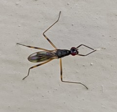 Rainieria antennaepes