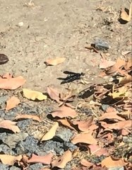 Chlorion aerarium