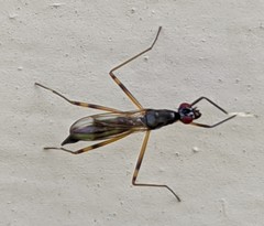 Rainieria antennaepes