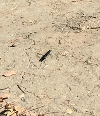 Chlorion aerarium