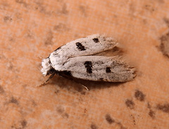 Stibaromacha ratella