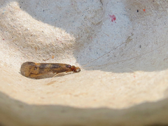 Mystacides interjectus