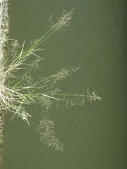 Poa nemoralis